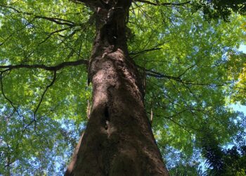 Foto: (Edson Augusto Tavares)