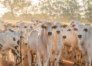 Foto: (Keven Lopes/Governo do Tocantins)