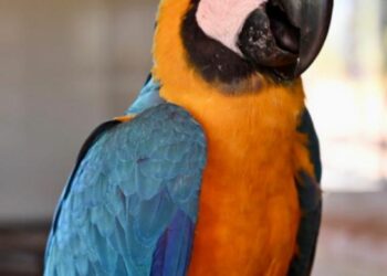 Foto: (Eduan de Lara)