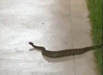 Foto: (Divulgação/PM-TO)