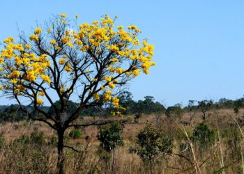 Foto: (Toninho Tavares/Agência Brasil)