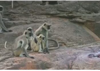 Foto: (Reprodução/Desafio meio ambiente)