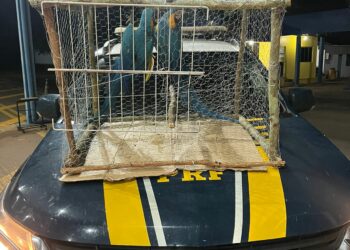 Duas araras resgatadas em Palmeiras do Tocantins - Foto: (Divulgação/PRF)