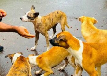 Foto: (Reprodução/APAA Araguaína)