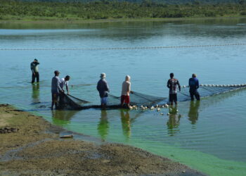 No Tocantins, o cultivo de peixes aumentou em 6,7% em relação ao ano anterior, com produção de 17.350 t  - Foto: (Delfino Miranda)