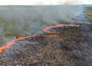 Formação de mosaicos de áreas queimadas na vegetação cria barreiras naturais à propagação de incêndios - Foto: (Divulgação Naturatins)