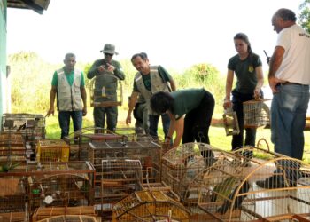 Na chegada ao Cefau, aves receberam os primeiros cuidados - Foto: (Fernando Alves/Governo do Tocantins)