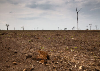 desmatamento no cerrado - Foto: (Thomas Baurer(ISPN))
