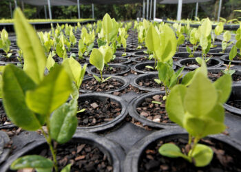 O CRAD-Palmas será o quarto Centro instalado no Estado com capacidade para produzir 100 mil mudas/ano_Foto : (Marcel de Paula–Governo do Tocantins)