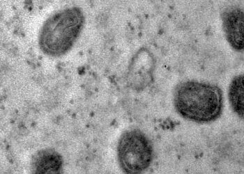 A varíola dos macacos é transmitida pelo vírus monkeypox, que pertence ao gênero orthopoxvirus - Foto: (Débora F. Barret-Vieira/IOC/Fiocruz)