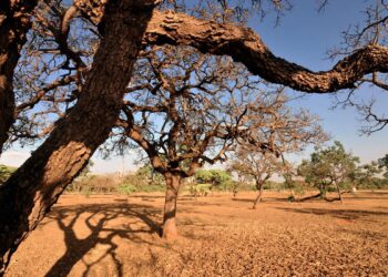 Seca, cerrado - Foto: (Agência Brasil)