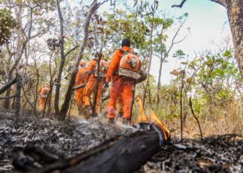 Bombeiros militares no combate aos focos de incêndios florestais no cerrado tocantinense - Foto: (Divulgação)