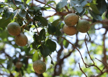 Jatobá é encontrado na Amazônia, na Mata Atlântica, no Pantanal e no Cerrado (Foto: Walquerley Ribeiro/Governo do Tocantins)
