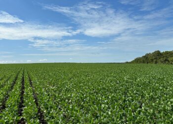 Foto: (Divulgação)