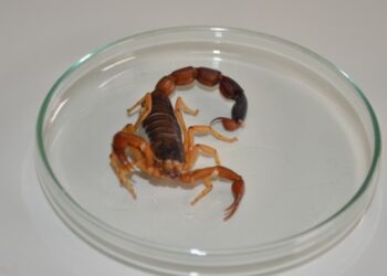 Tocantinenses devem ficar atento ao risco de acidentes com animais peçonhentos - Foto: (Divulgação SES-TO)