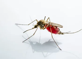 Foto: (Divulgação)